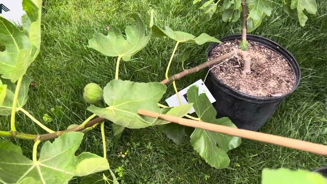 Fig Trees of PNW by Flavour Group