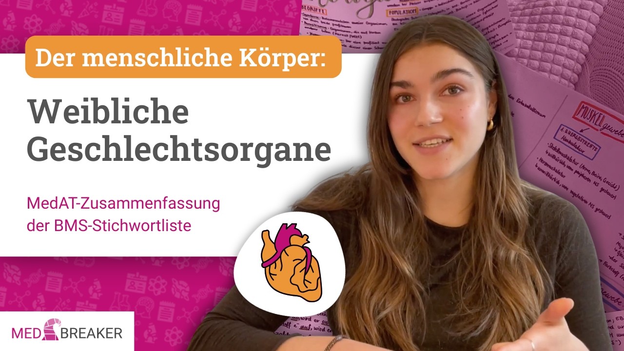 Weibliche Geschlechtsorgane - Der menschliche Körper | MedAT-Zusammenfassung der BMS-Stichwortliste