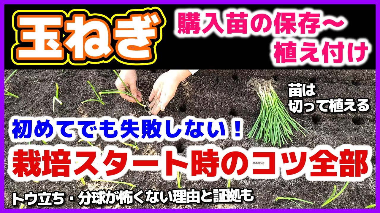 【玉ねぎ栽培完全ガイド】トウ立ち・分球が怖くない理由！苗を切って植え付けると利点がいっぱい／マルチ無しでも大丈夫／購入苗の定植までの保存方法／土作り・大事な土壌酸度調整・植え方・水やり／玉葱・タマネギ
