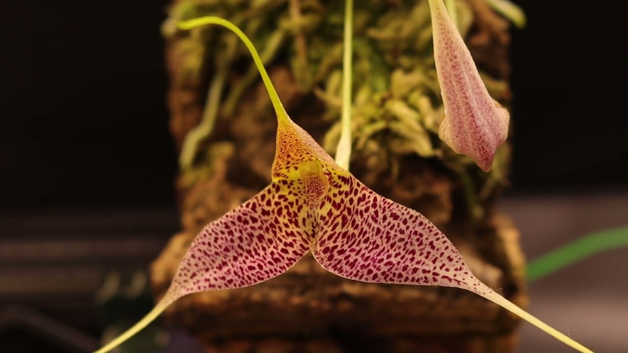 Growing orchids from seed Part 1 Pollination, December 9, 2024