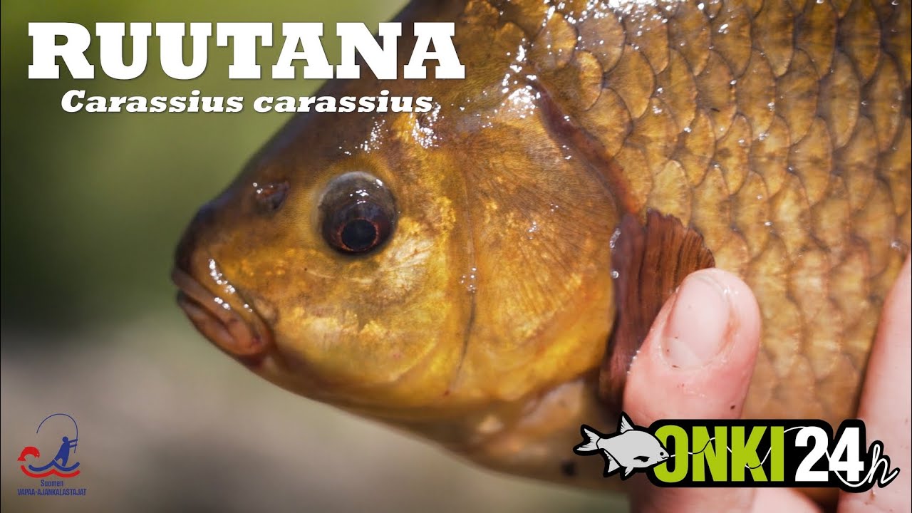 Ruutana