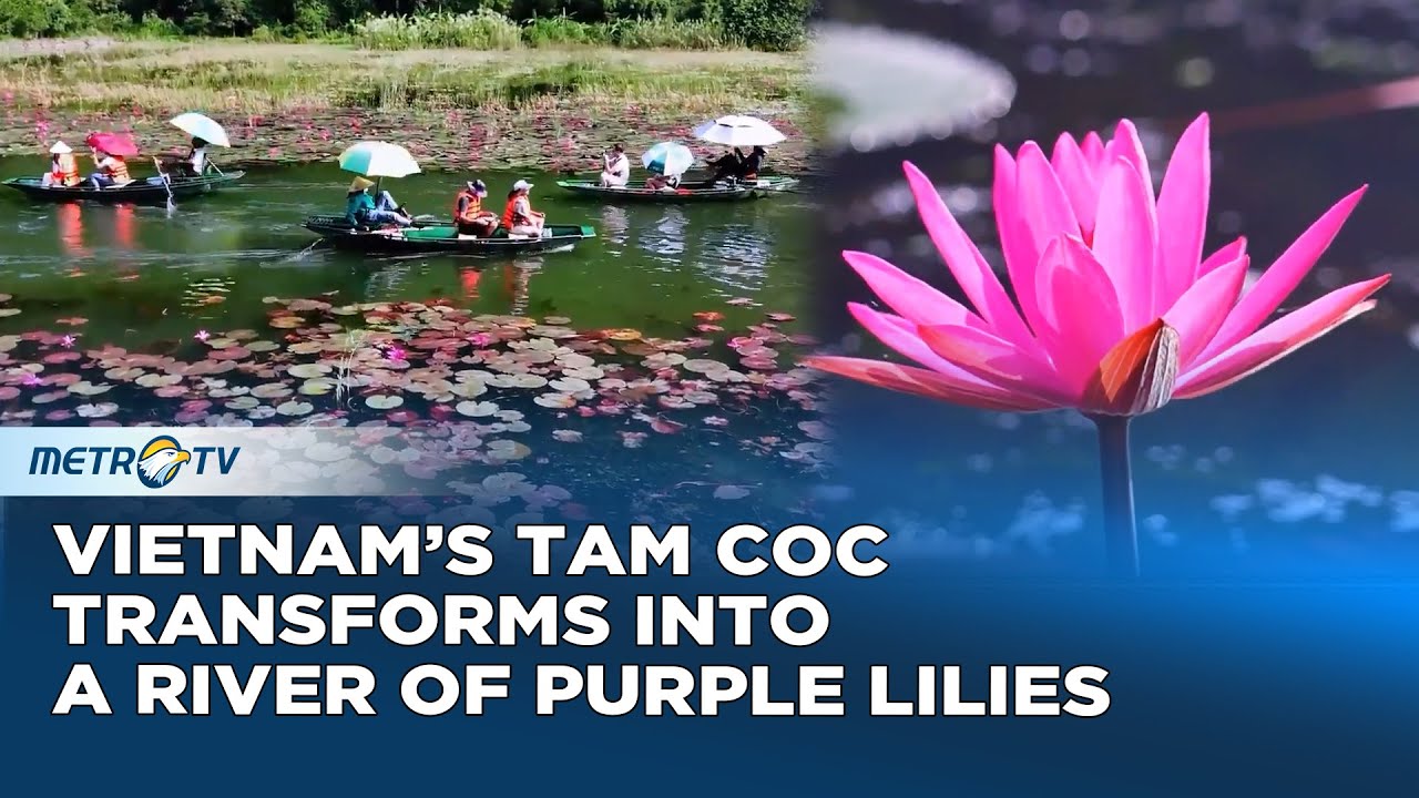 River of Purple Lilies, Vietnam Becomes Stunning Tourist Hotspot
