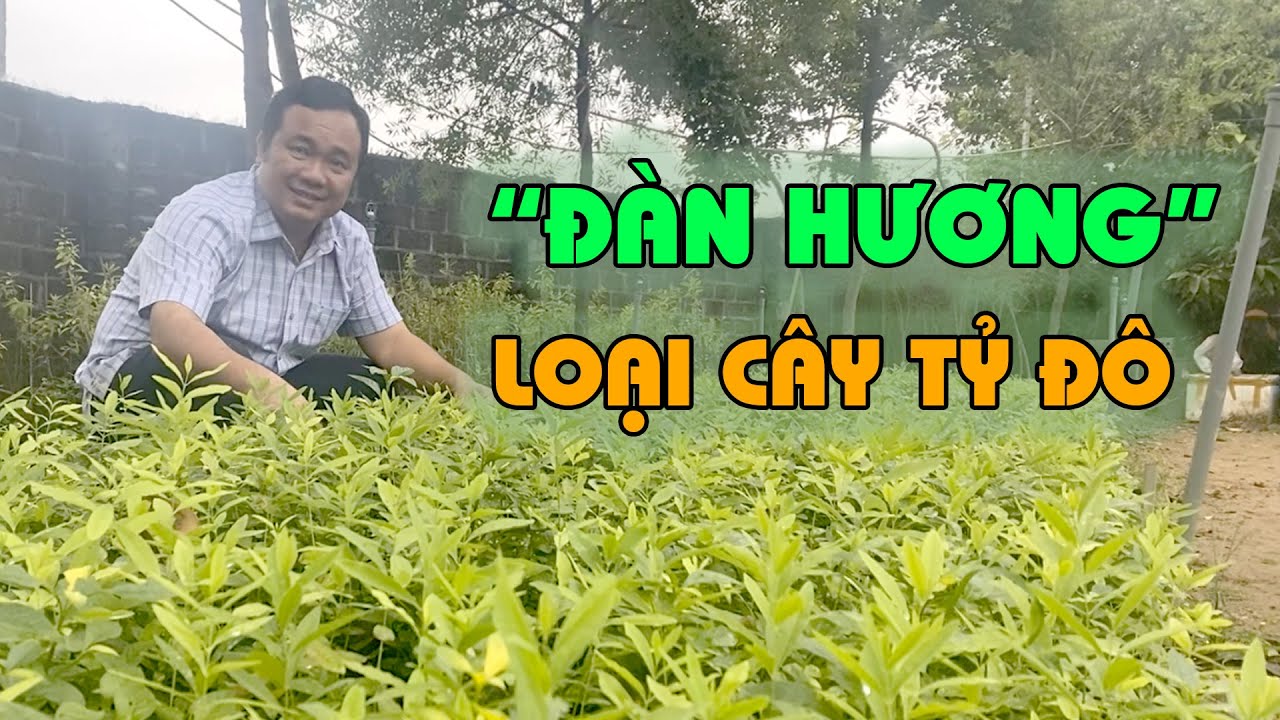 Cây Đàn Hương siêu lợi nhuận | Cây thuốc, cây dược liệu