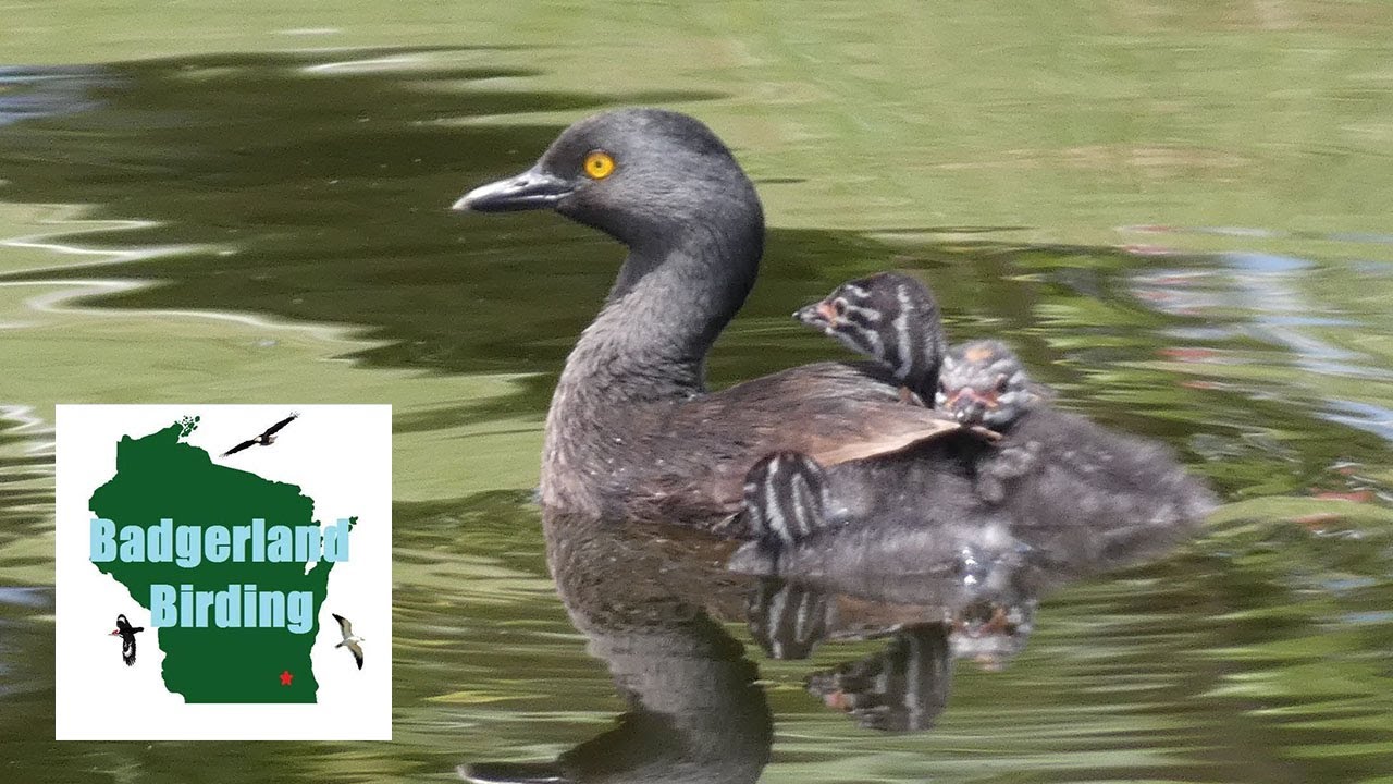 Can We Find the SMALLEST GREBE IN THE WORLD? (Least Grebe)