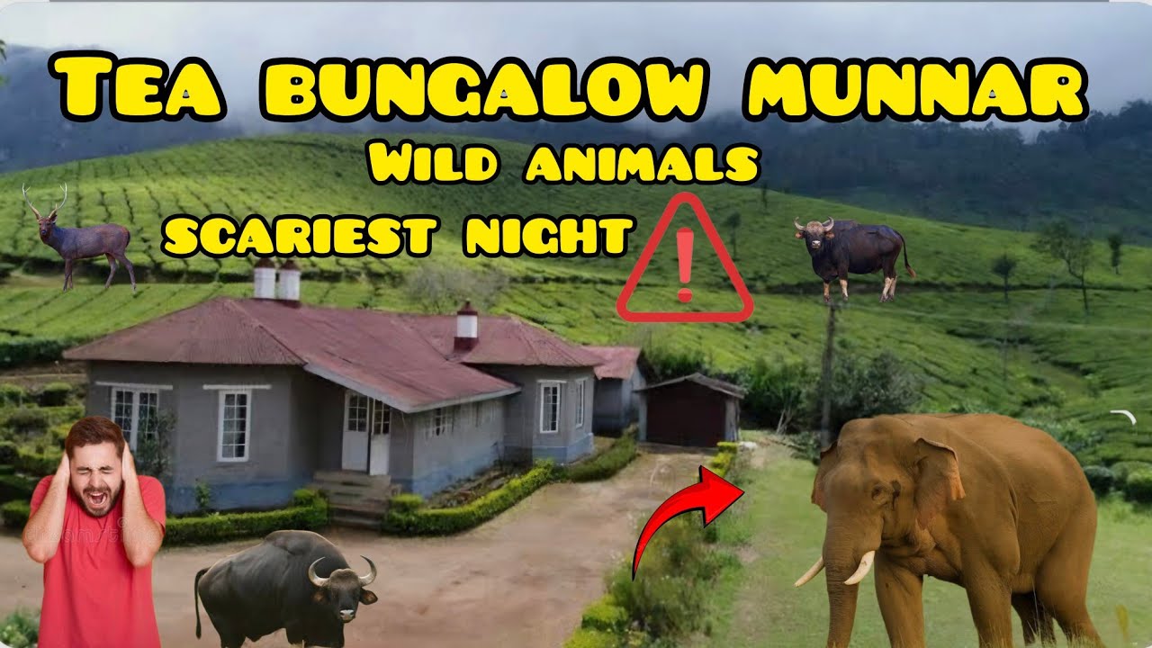 Munnar Tea bungalow!.. Be aware🤬🤬 #travel #munnartour #shortvideo #longvideo #long #nature #travel
