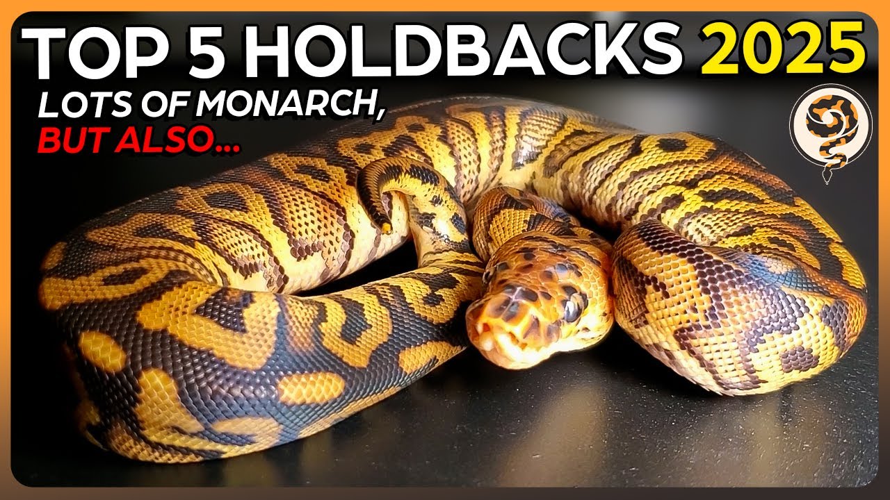 This is our Top 5 Ball Python HOLDBACKS for 2025! - Lots of Monarch, but also...