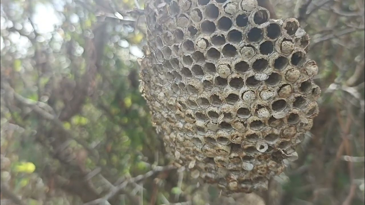 Sendero en  San Juan Evangelista Tlajomulco, Jalisco México 