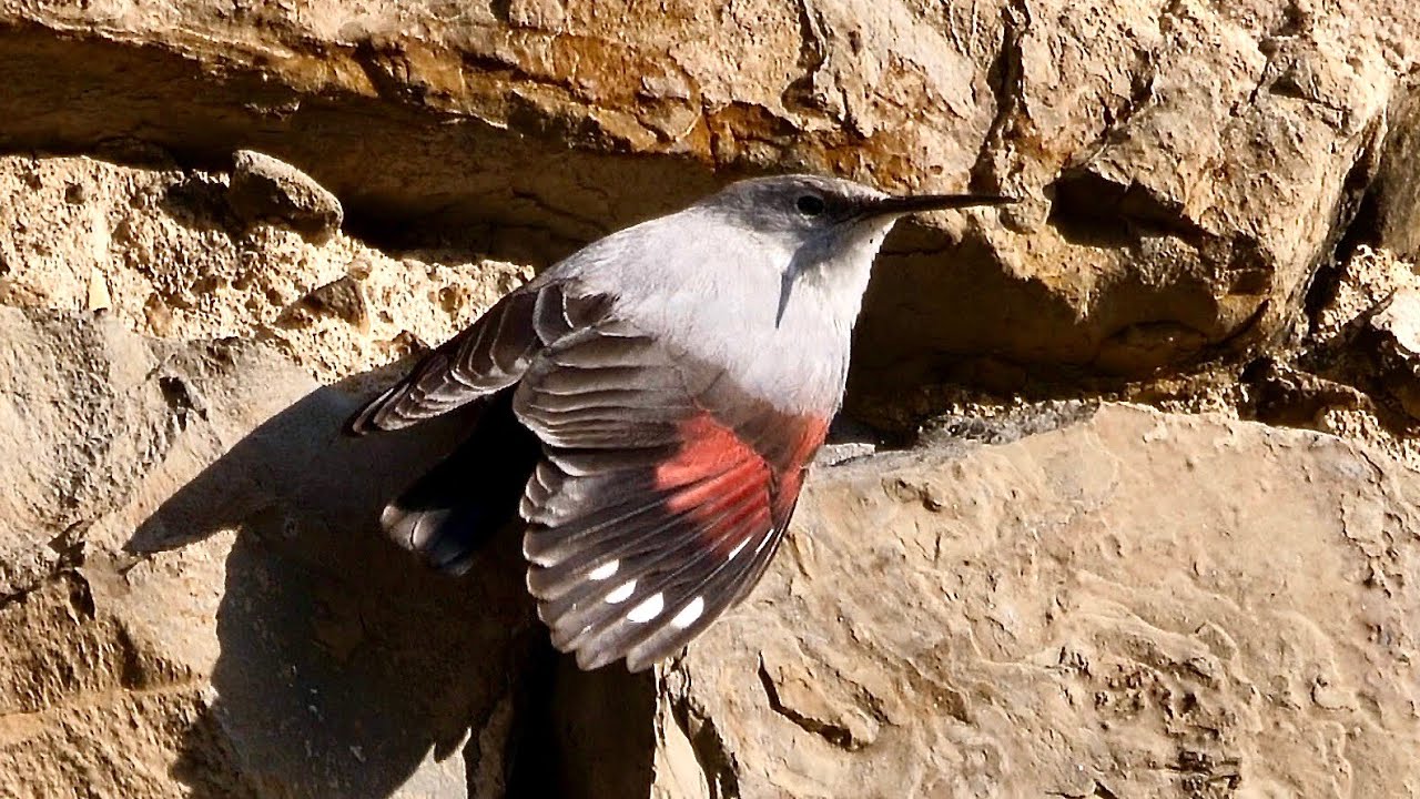Wallcreeper at Embun, Aragon, Spain 4K