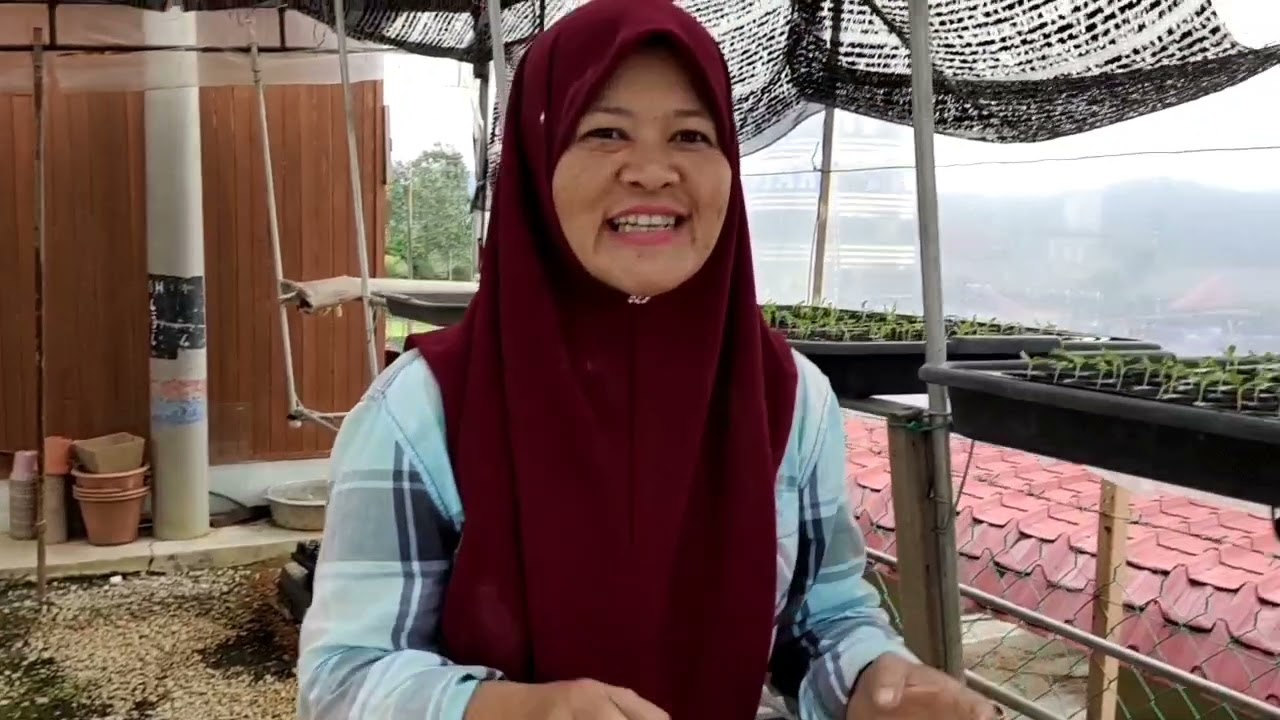 Semaian Cili.. Perlu Guna Baja AB atau Foliar ?