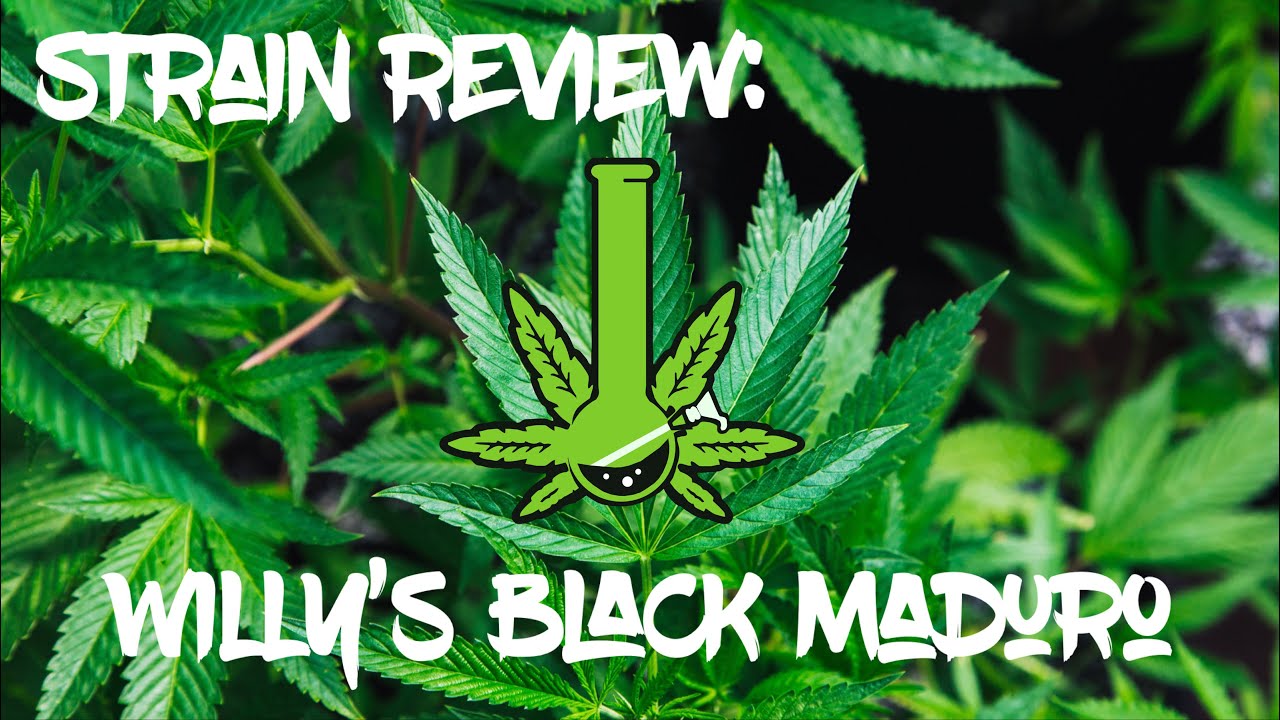 Strain & Glass Review/ Willy&rsquo;s Black Maduro/ PA Medical Marijuana
