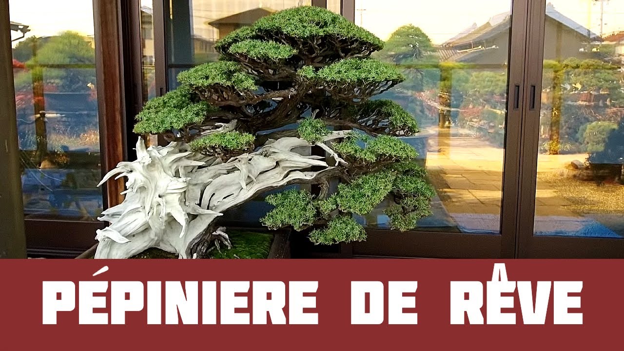 AICHI-EN 愛 知 園 PÉPINIÈRE de MAÎTRE TANAKA- NAGOYA - JAPON 🇯🇵 NEJIKAN BONSAI 🇯🇵