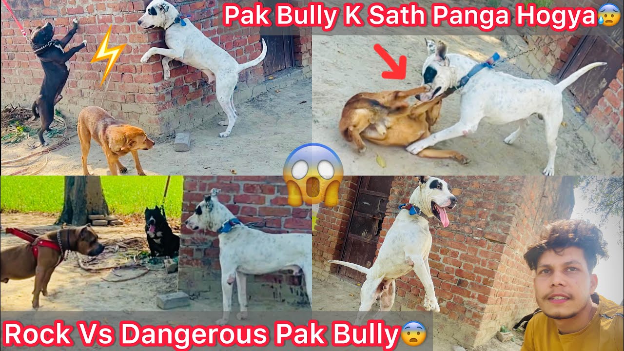 Rock K Bachpan Ka Dushman Mila😰Panga Hogya😡|| Rock Vs Dangerous Pak Bully🔥
