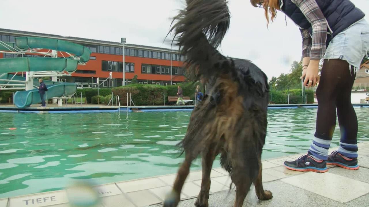 Hundeschwimmen im Bersenbrücker Freibad