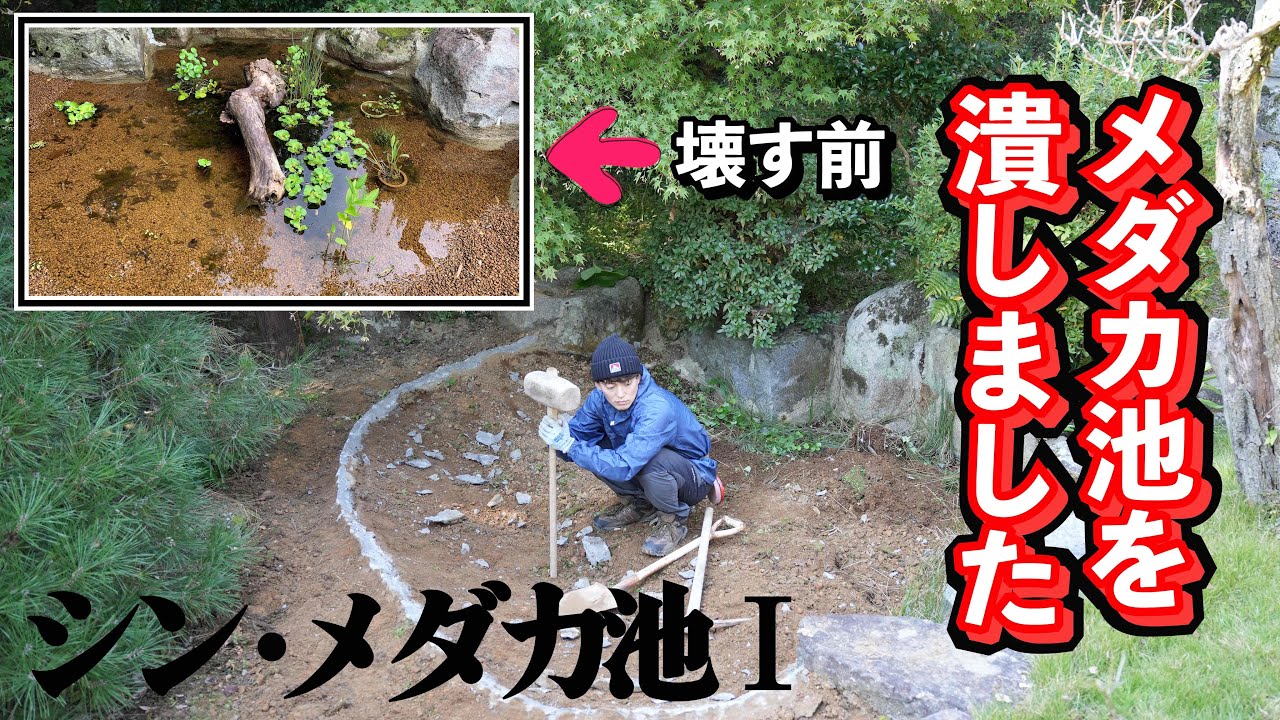 【シン・メダカ池】メダカが沢山いた池を潰しました