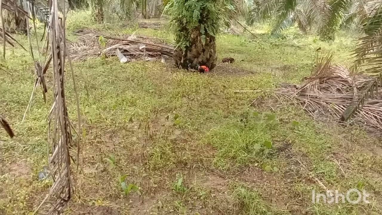 PETANG SABTU AYAM MUDA TAPAW 1....13/12/2025