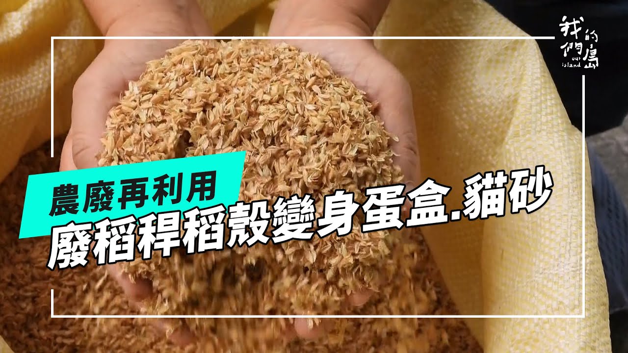 稻稈與稻穀的續命之路｜農業廢棄物變身蛋盒.貓砂.驅蟲液(公視我們的島 第1328集 2025-10-20)