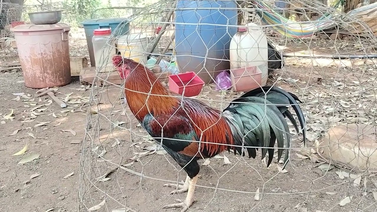 របស់ល្អត្រូវការម្ចាស់ថ្មី
