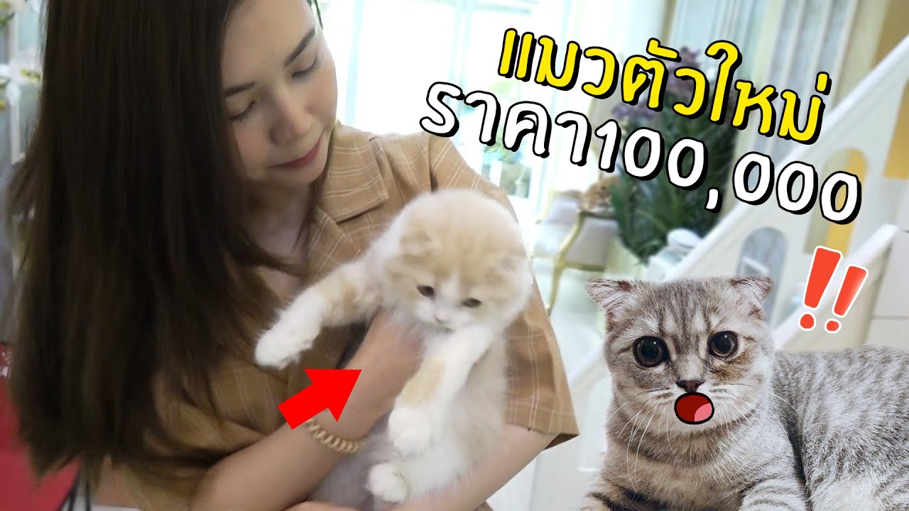 แมวตัวใหม่ราคาเป็นแสน นาซ่างอนหนักมาก!