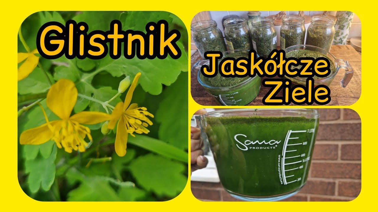 CZAS NA GLISTNIK JASKÓŁCZE ZIELE | MOJA NALEWKA I JAK ZROBIĆ INTRAKT
