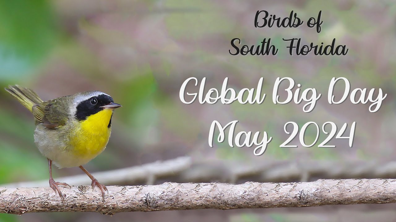 Global Big Day of Birding | Birds of South Florida