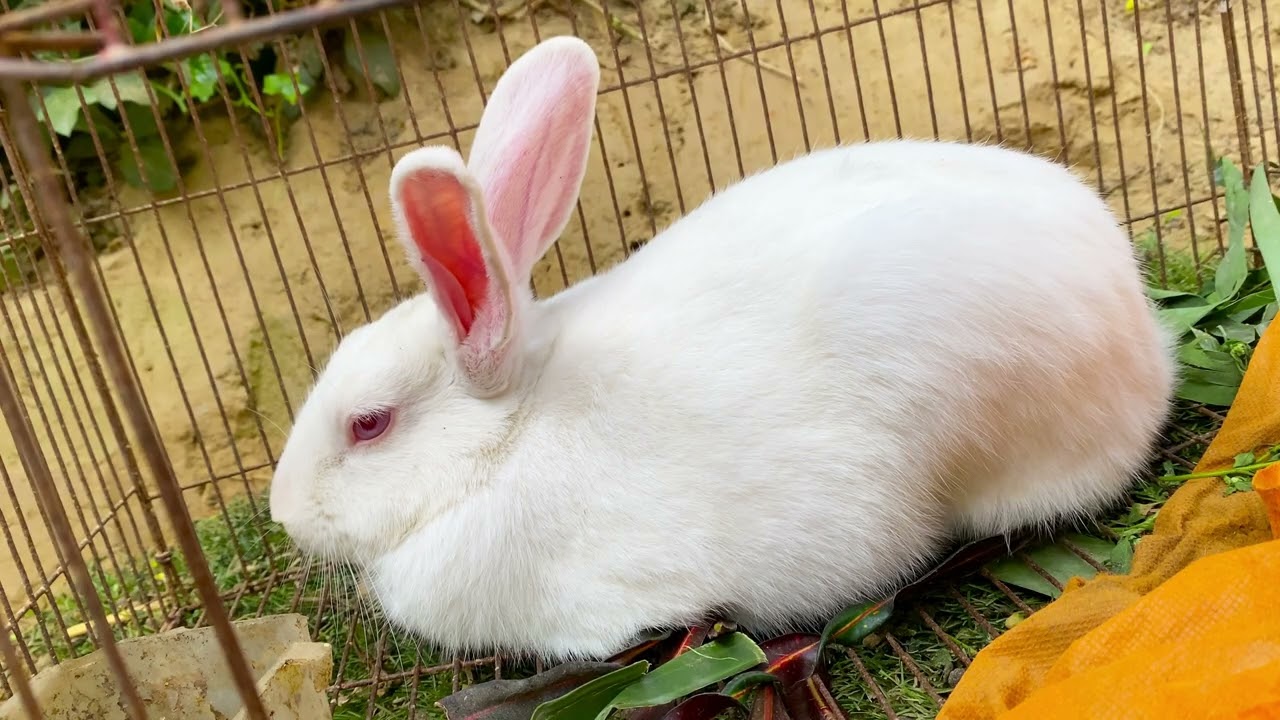 Beautiful Animal Sounds (Rabbit) | Rabbit Sounds Effects 
