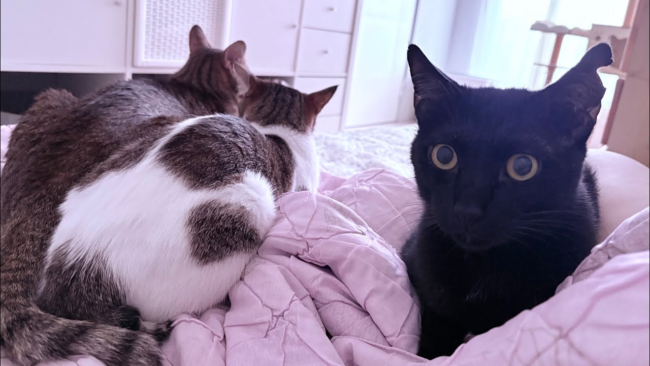 CATS VLOG|在細微中發現小確幸Finding little happiness from tiny things(Eng. sub.)🔬