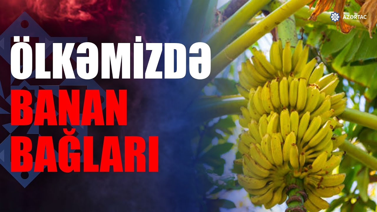 Astarada banan, manqo, avakado yetişdiriləcək