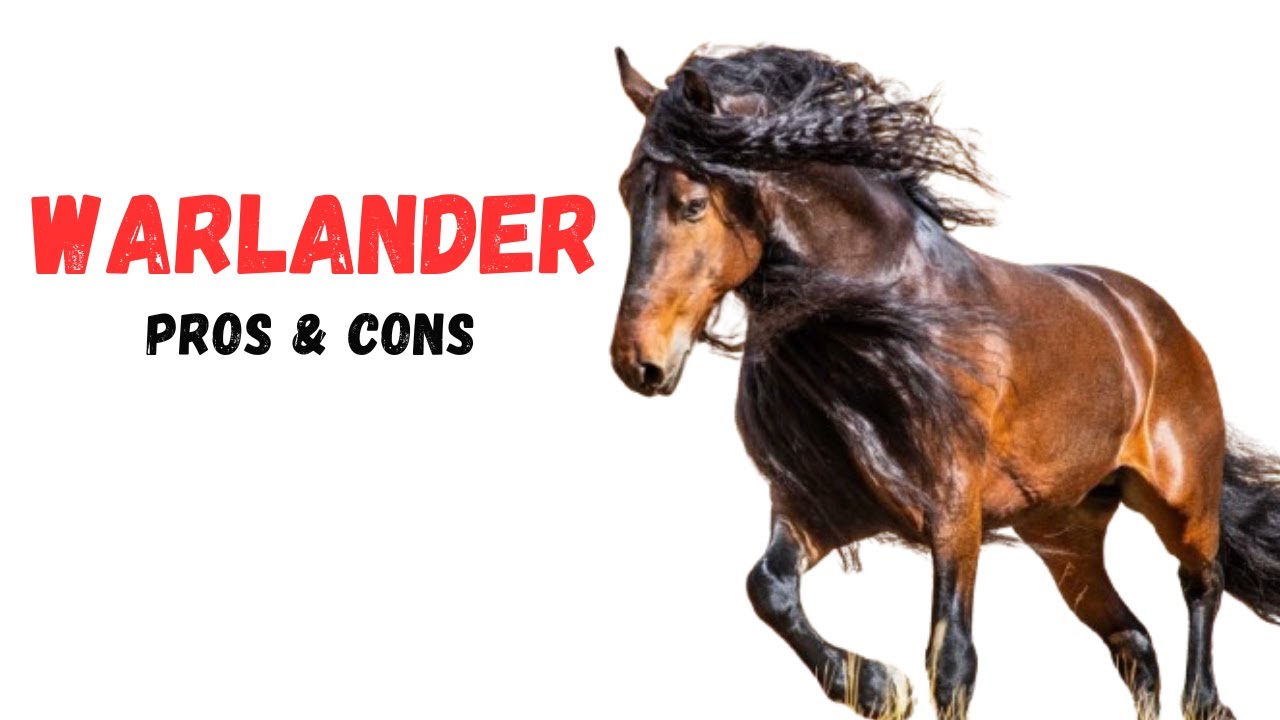 Warlander Horse Pros and Cons -Warlander Horse Advantages and Disadvantages