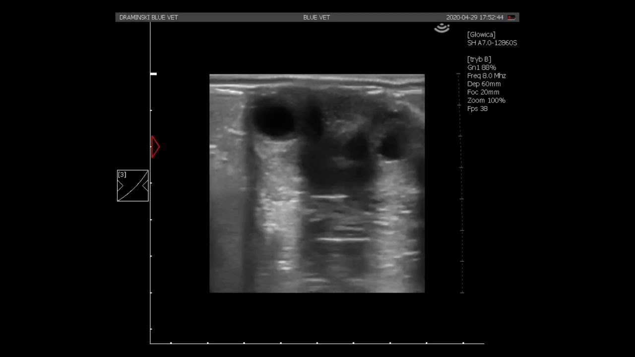 Equine reproduction. Ultrasound cine loops - Normal ovary image during diestrus.