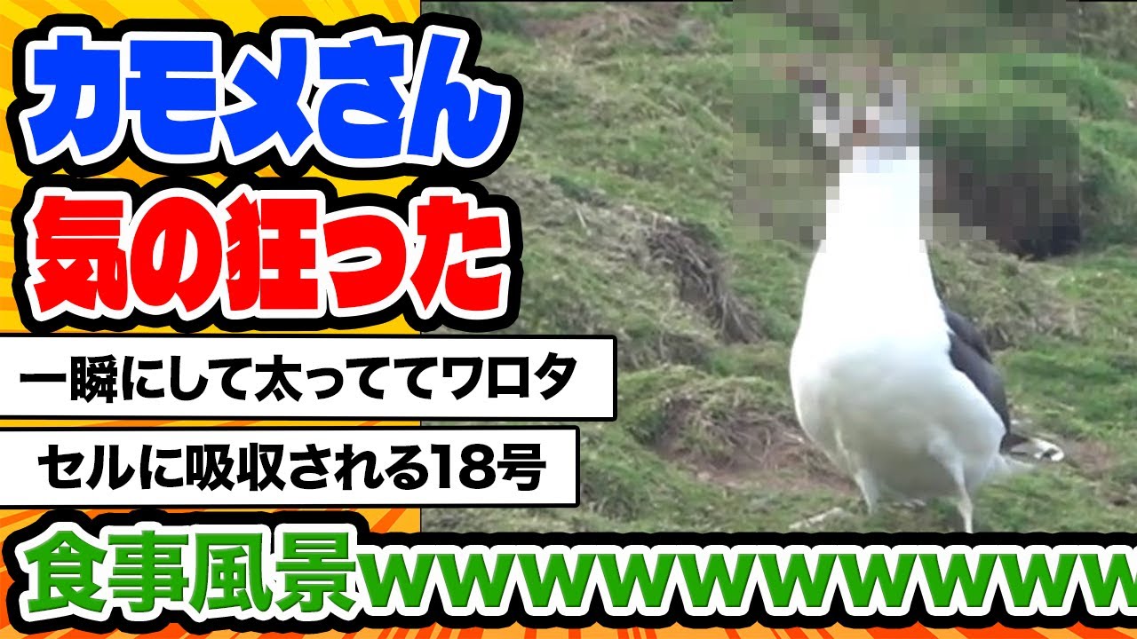 【2ch動物スレ】【閲覧注意】貪欲なカモメ、ウサギを巣穴から引きずり出し、頭から丸呑みにする