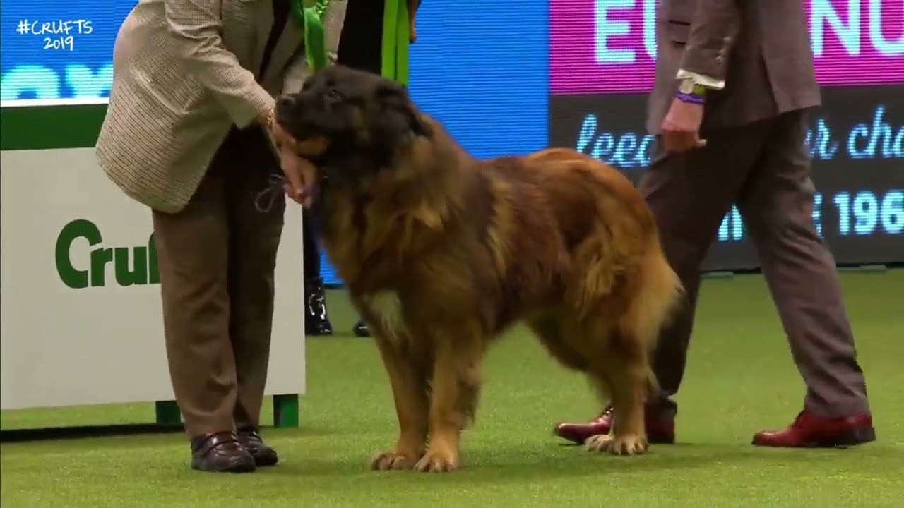 Best of Breed, Pastoral Group|ESTRELA MOUNTAIN DOG|
