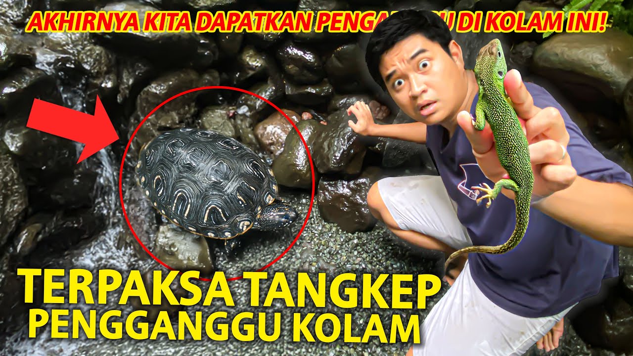 TERPAKSA KURAS KOLAM BUAT TANGKEP PENGGANGGU! AKHIRNYA BISA KITA TANGKAP!