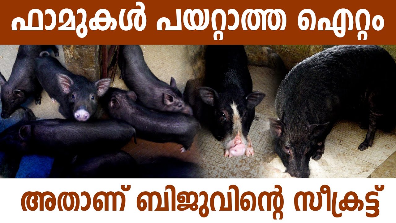 വംശനാശഭീഷണി നേരിടുന്ന നാടൻ ഇനങ്ങൾ മാത്രമേ ഈ ഫാമിലുള്ളു I Pig Farm In Ernakulam I Angamali Black I