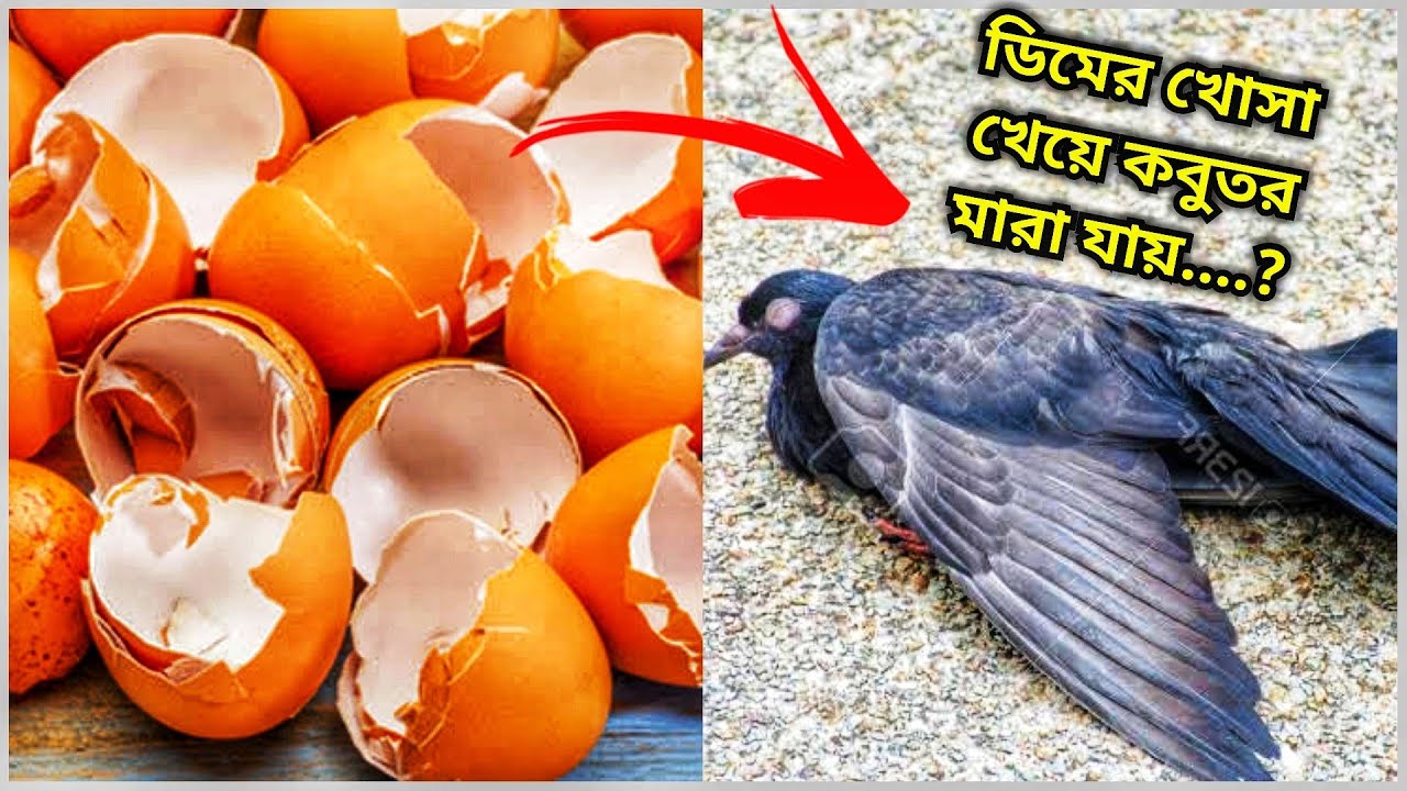 ডিমের খোসা খেয়ে কবুতর মারা যায় কিনা বিস্তারিত ভিডিও || Whether Pigeons Die By Eating Egg Shells