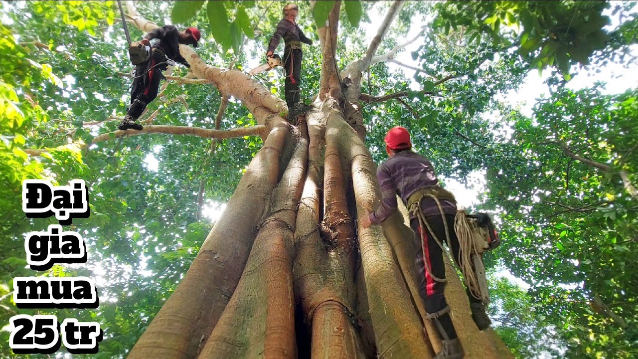 Cưa cây Bồ Đề siêu khủng cho đại gia / Sawing down a giant Bodhi tree for a tycoon | P34