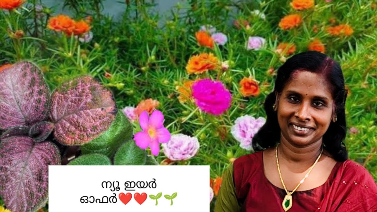ന്യൂ ഇയർ ഓഫർ ❤️❤️🌱🌱