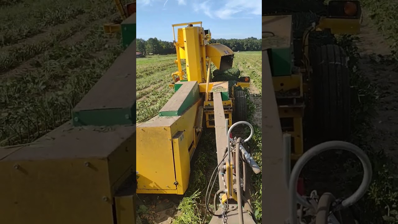 Oxbo pixall bh 100 pea harvest