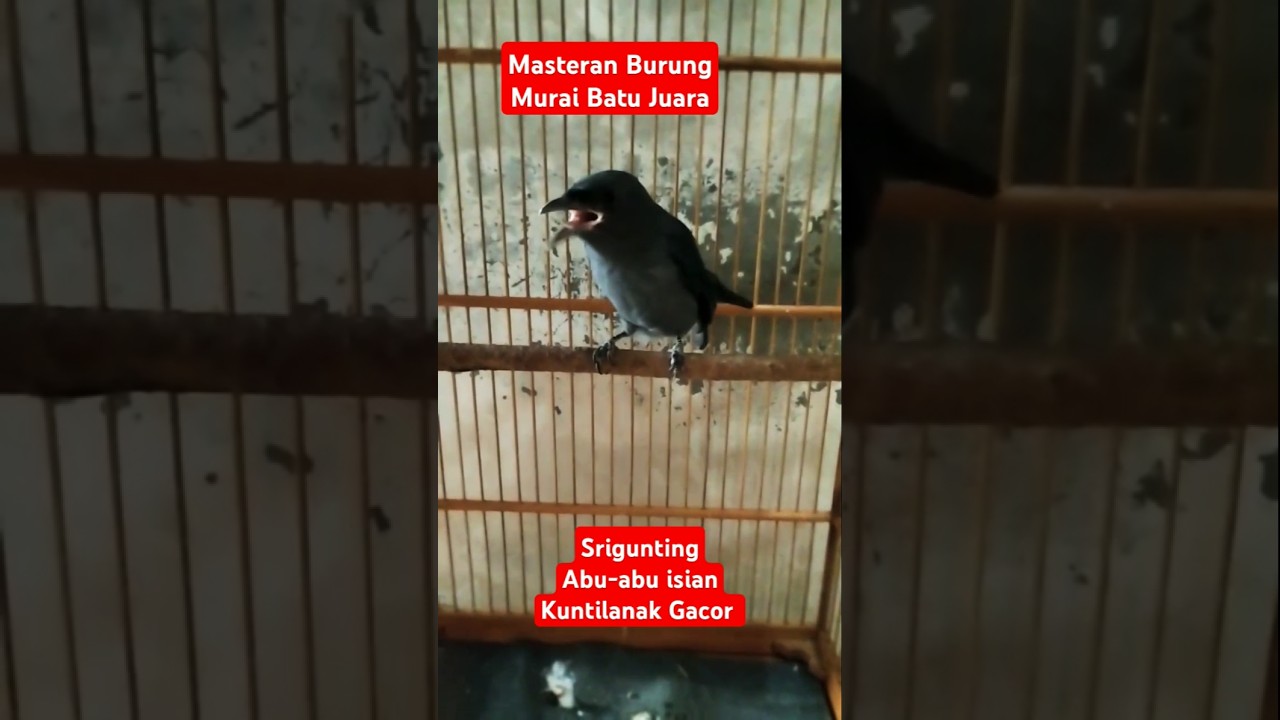 Burung Srigunting Abu-abu isian Kuntilanak #kicaumania #masteranmuraibatufullisian #burung #masteran