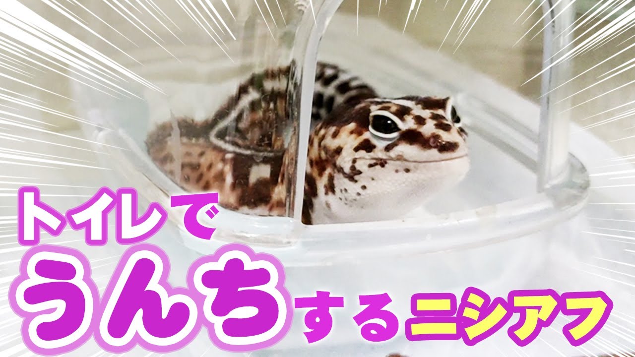 ちゃんとトイレでうんちをするニシアフリカトカゲモドキ
