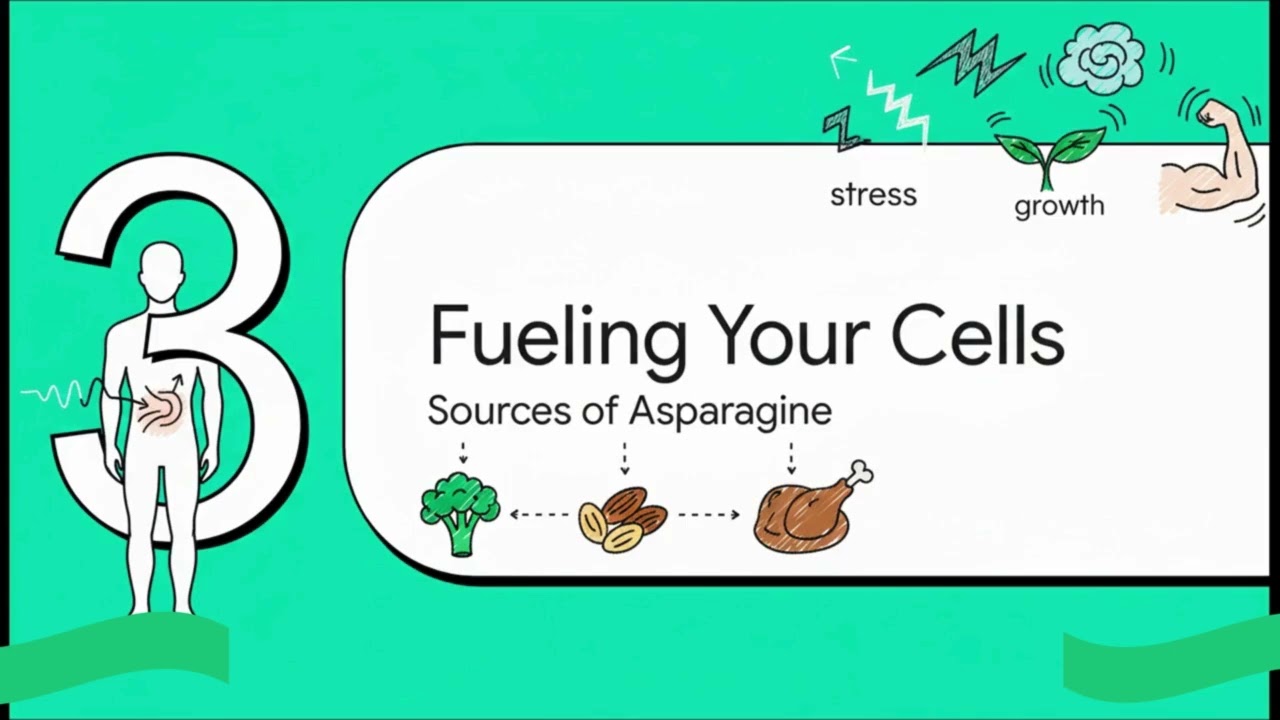 Asparagine: The Quiet Amino Acid That Balances Your Body