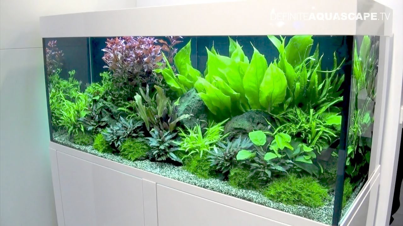 Aquarium Ideas from InterZoo 2012 - Tropica (pt. 9)