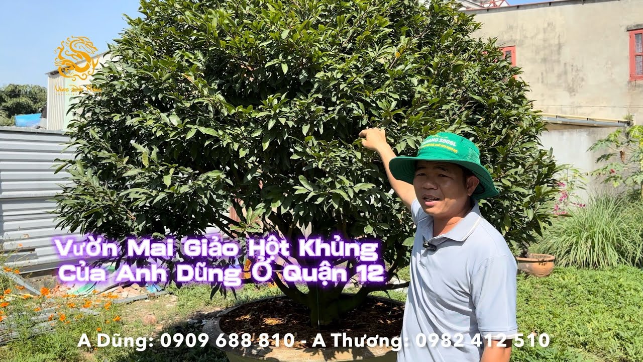 🐉Tham quan Vườn Mai Giảo hột chơi Tết 2026 ở Quận 12|Vùng Đất Rồng 