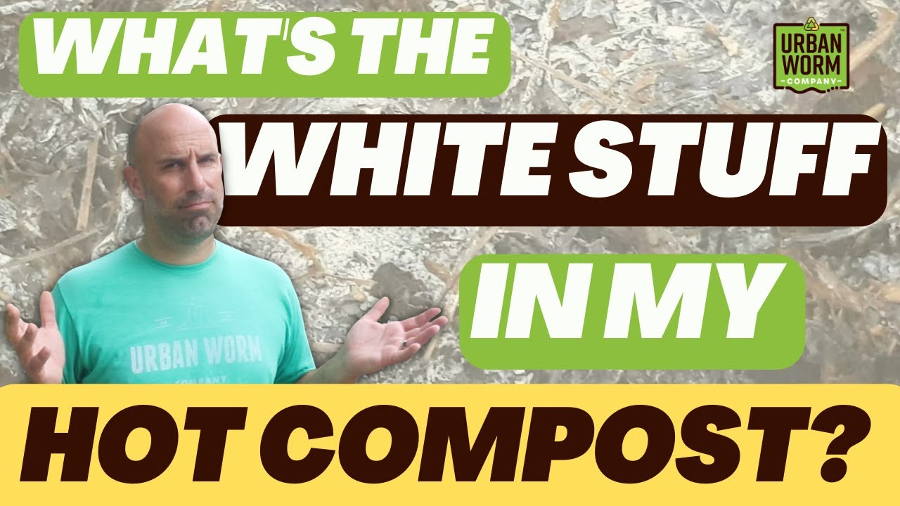 Actinomycetes: The White Stuff in Your Hot Compost