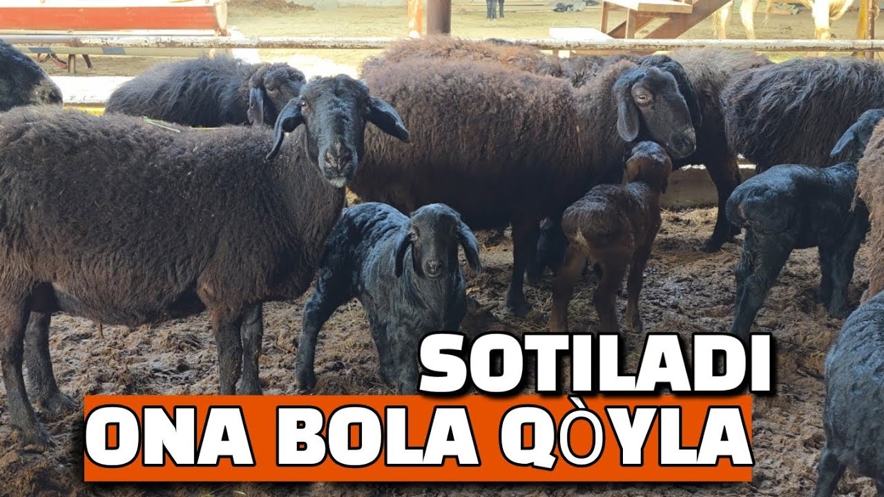 BUXORO JONDOR BUGOʻZ ONA BOLA QOʻYLA SOTILADI. 08.03.2026