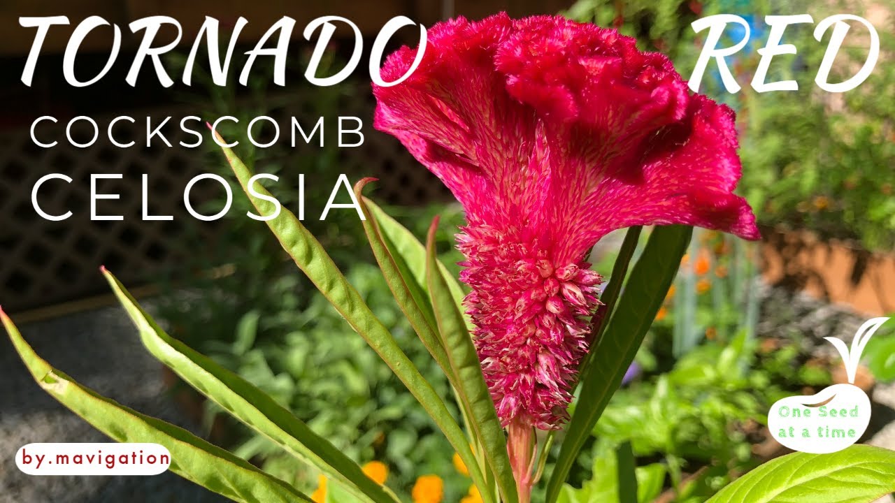 How to Grow Tornado Red Celosia (Cockscomb)