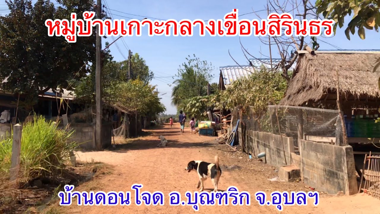 ชนบทอีสาน | หมู่บ้านเกาะกลางเขื่อนสิรินธร บ้านดอนโจด อ.บุณฑริก จ.อุบลราชธานี