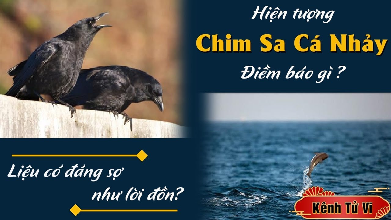 Hiện tượng Chim Sa Cá Nhảy điềm báo gì ? Liệu có đáng sợ như lời đồn?