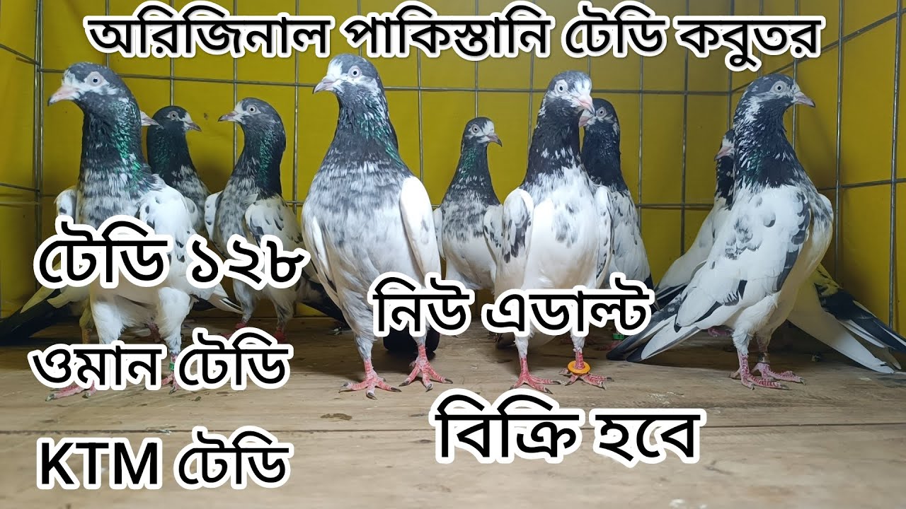 অরিজিনাল পাকিস্তানি টেডি কবুতর বিক্রি হবে Teddy 128 /oman teddy / KTM Teddy Top quality teddy pigeon