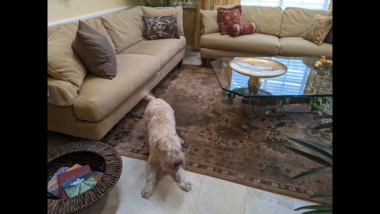 Remove the urine from wool carpet chemicals-free by the PetPeePee company.