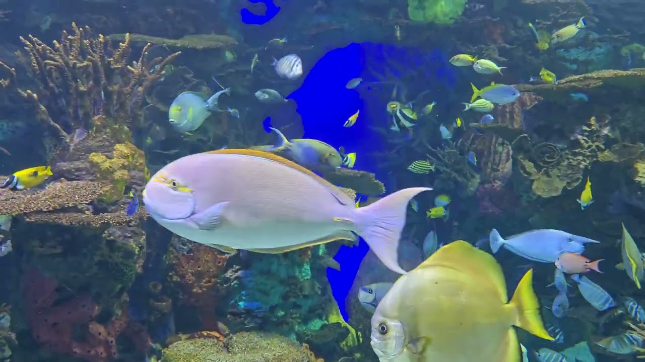 Aquarium Toronto 